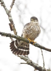 Male Merlin by Eric Walters