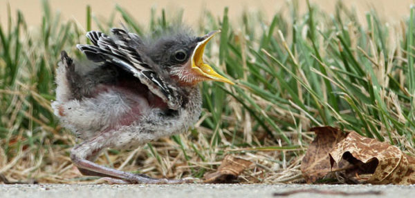 Baby northern mockingbird