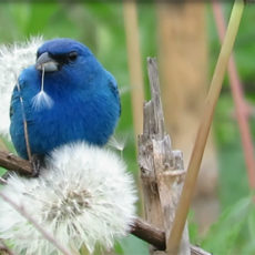 photo by Bill Rogers