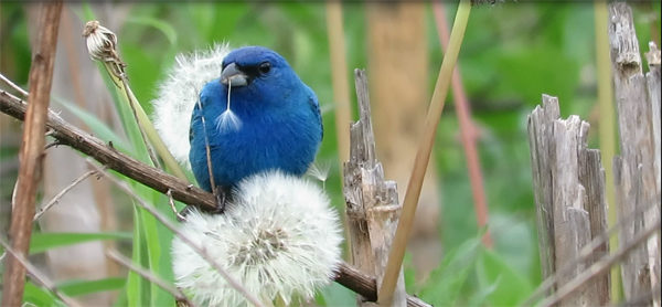 photo by Bill Rogers