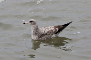 California Gull by Colin Dobson