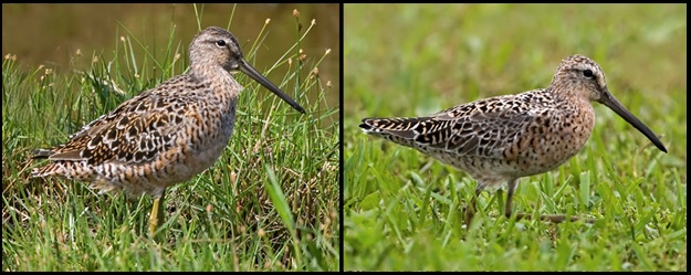 Transitioning adult LBDO (left) and hendersoni SBDO (right) photographed in April by Kevin Karlson. 