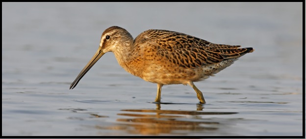 Juvenile SBDO, photographed by Kevin Karlson.