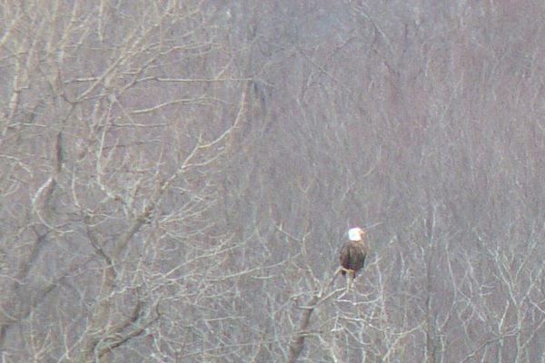 Eagle on Plum Island at Bald Eagle Watch Weekend