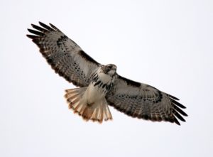 Red-tailed Hawk (Harlan's) by Matthew Winks