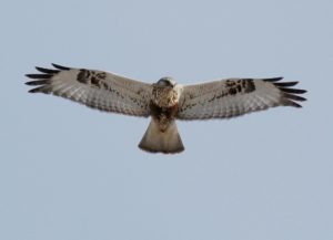Rough-legged Hawk by Matthew Winks