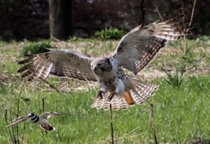 Red-tailed Hawk chasing Killdeer