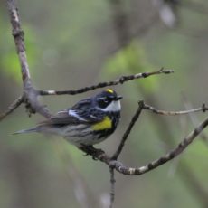 Yellow rumped warbler - Spring